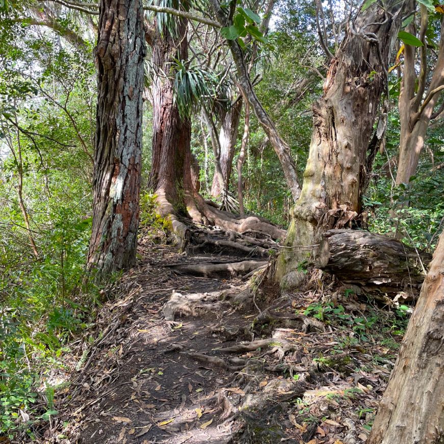 Hiking trail with large trees on either side and roots growing across the trail