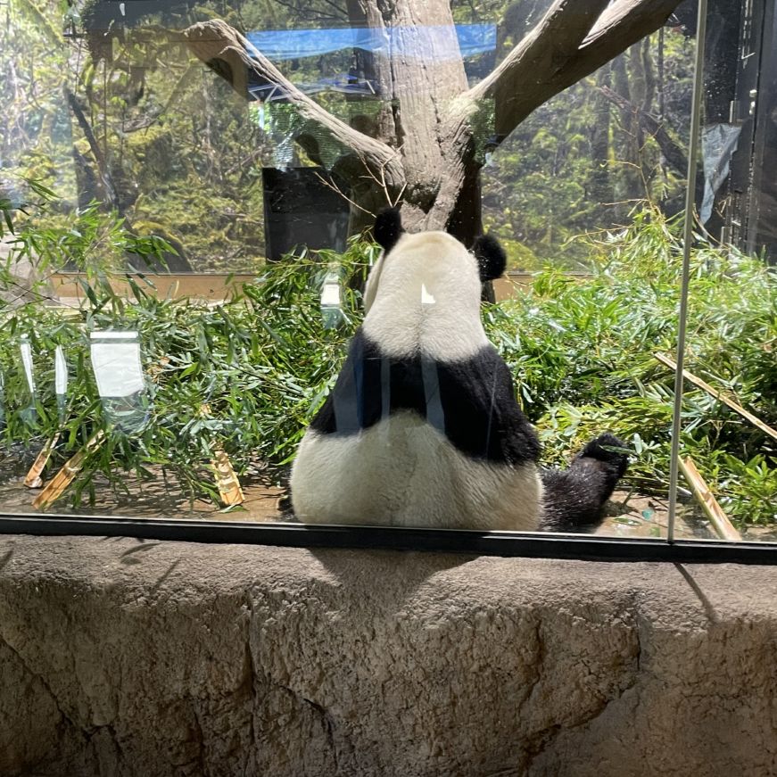 Panda in a zoo enclosure