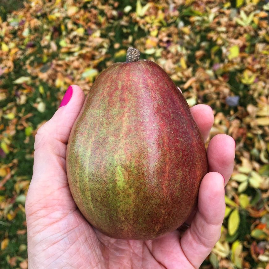 Pear in hand