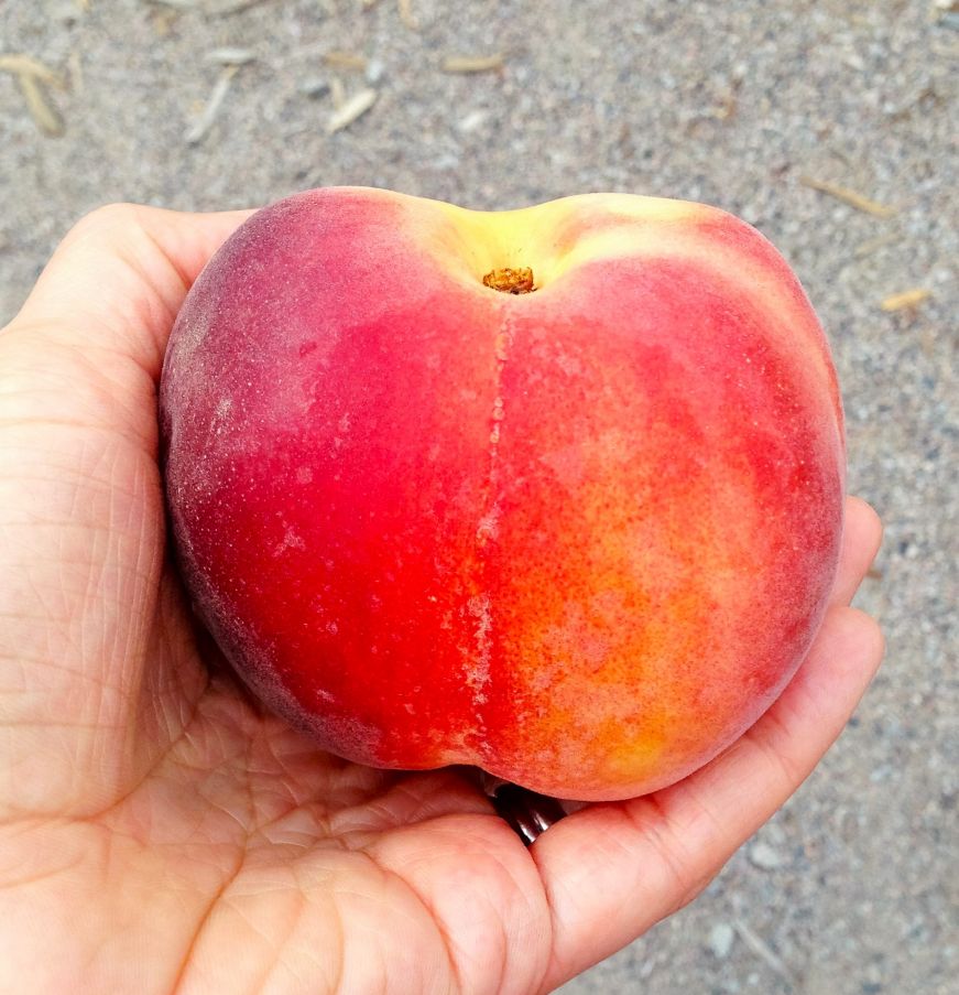 Stacy's hand holding a large peach