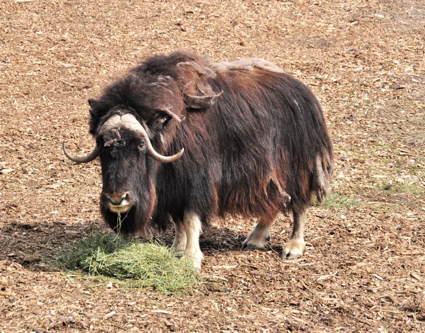 Musk ox at Assiniboine Park Zoo, Winnipeg